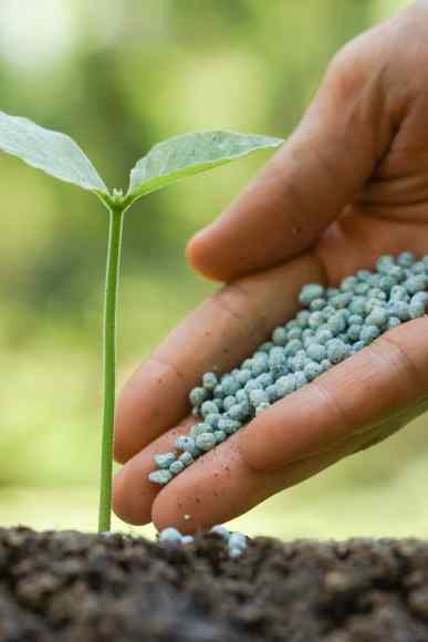fertilizers