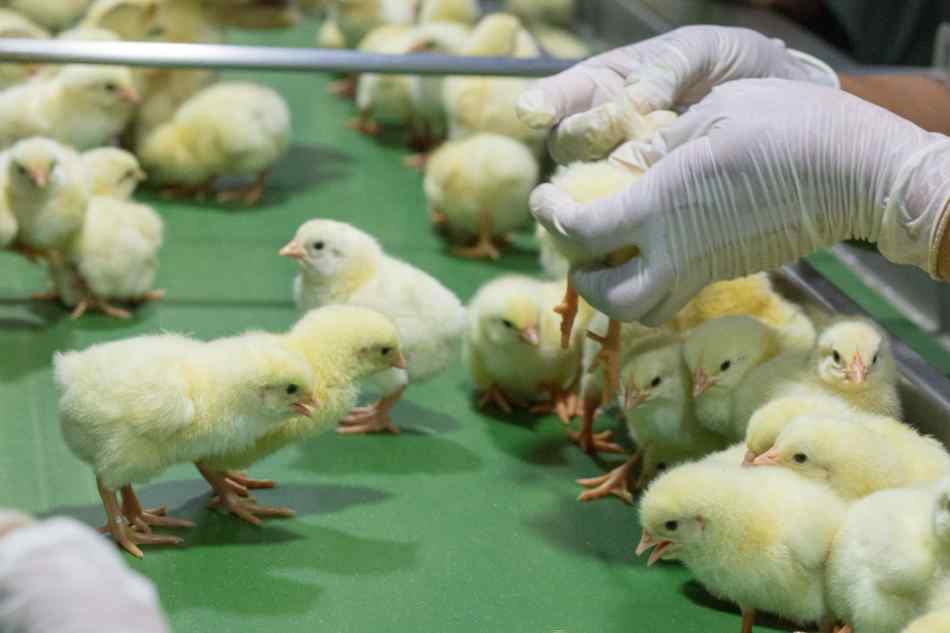 Poultry Processing