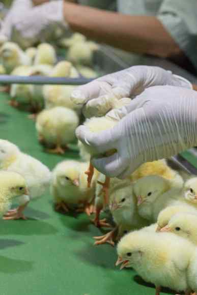poultry-processing